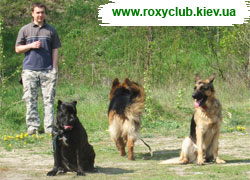 Дрессировка собак, дрессировочные площадки - Киев